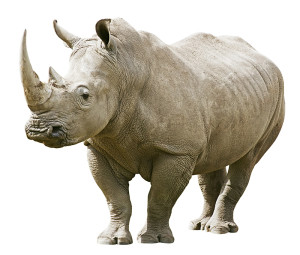 Rhinoceros with clipping path